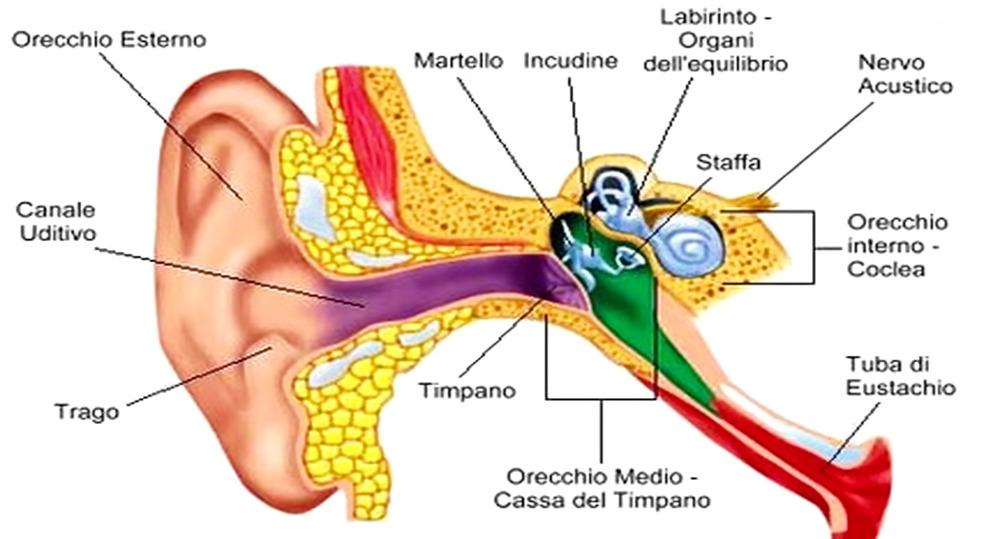 idrope dell'orecchio edema prwebabruzzo