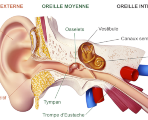 La coclea è la struttura dell'orecchio interno prwebabruzzo