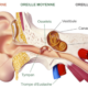La coclea è la struttura dell'orecchio interno prwebabruzzo