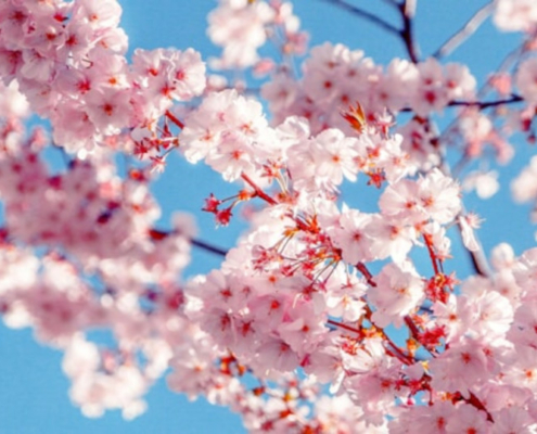 La primavera è uno dei momenti ideali per dare nuova vita alla tua bellezza