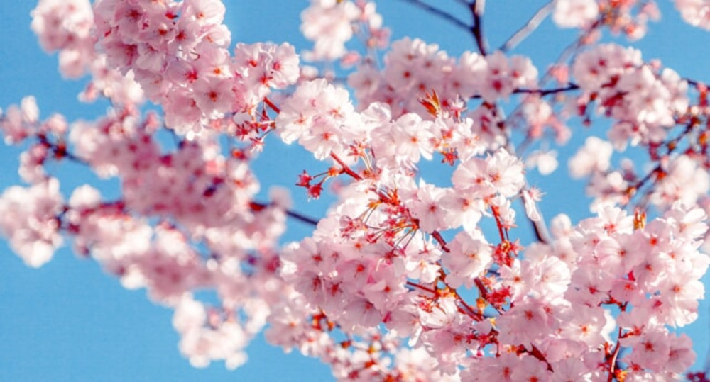 La primavera è uno dei momenti ideali per dare nuova vita alla tua bellezza